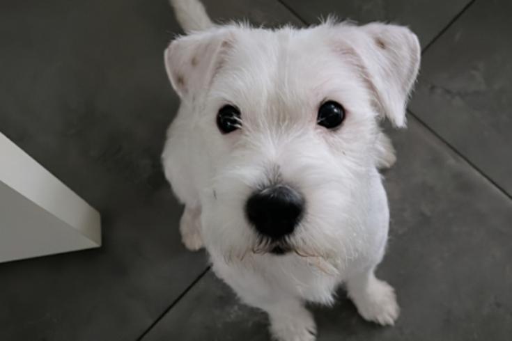 dog_resized